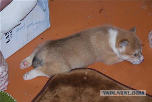 Собакочетверг же, ау!