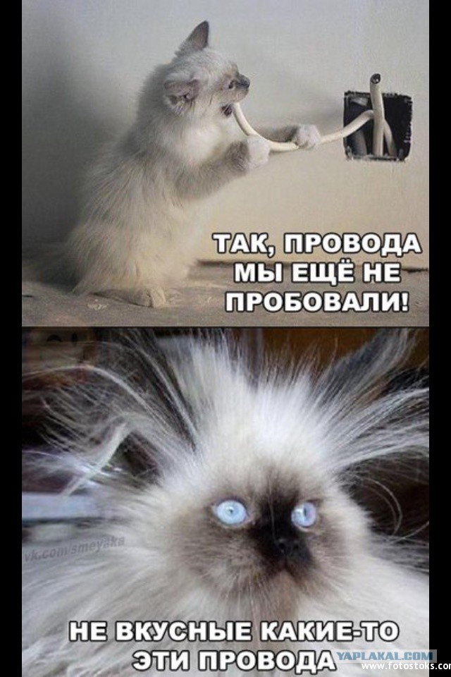 Весёлые картинки