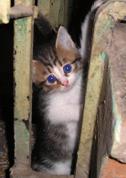 Коты, кошки, котята