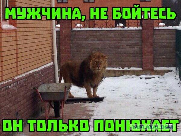 Ударная доза тупежа на начало недели