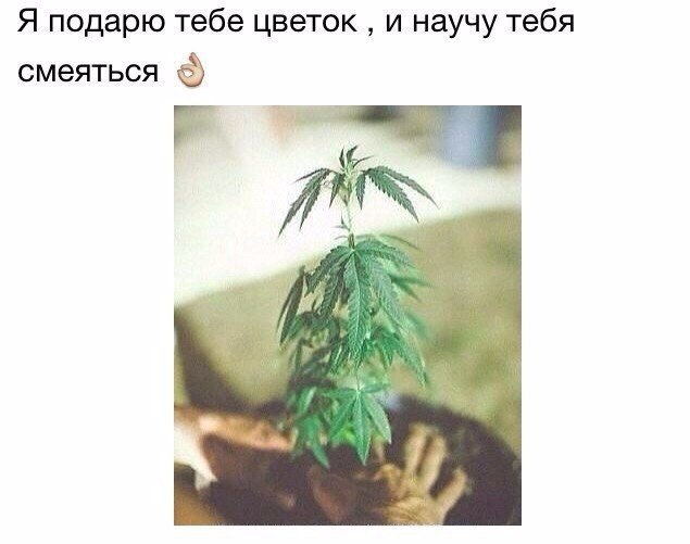Порция картинок из сети