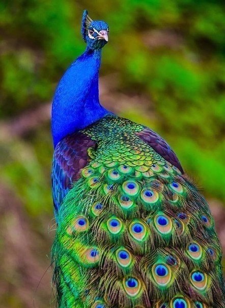 Самые смешные животные