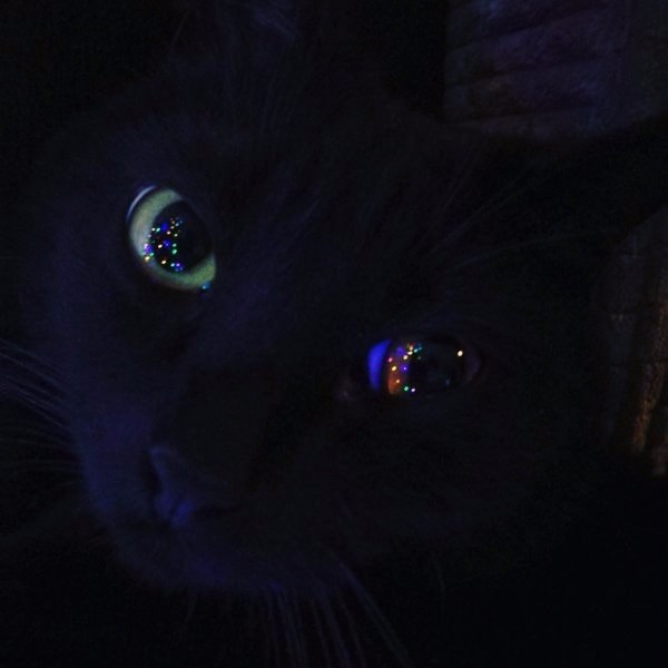 Коты из сети