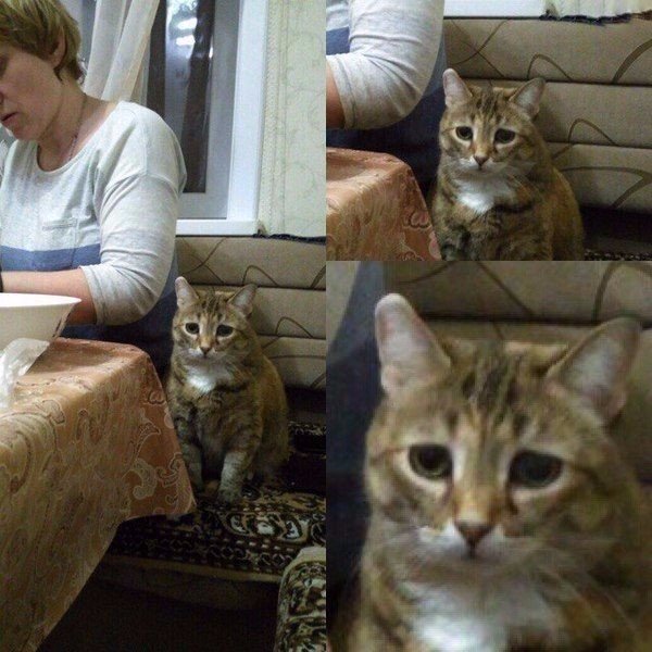 Коты и Кошки