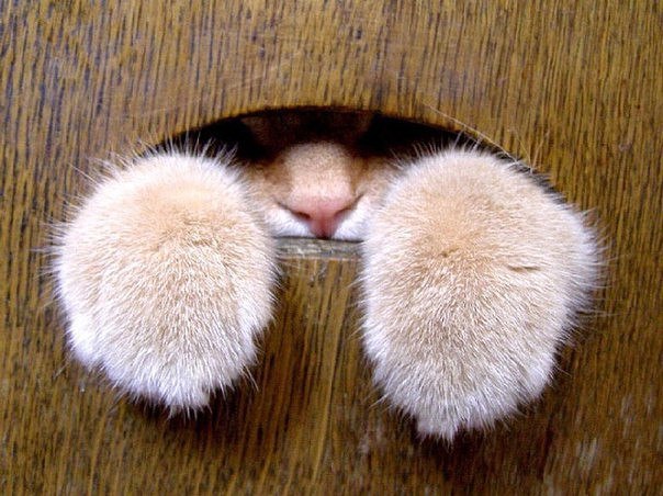 Коты и Кошки