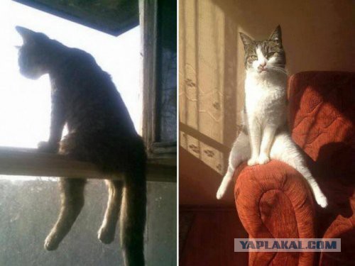 Коты, которые разучились сидеть по-кошачьи