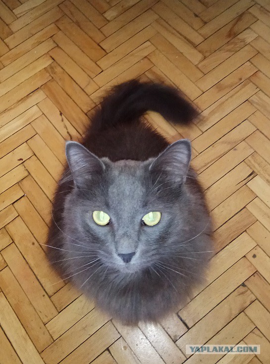 Котомайзинг