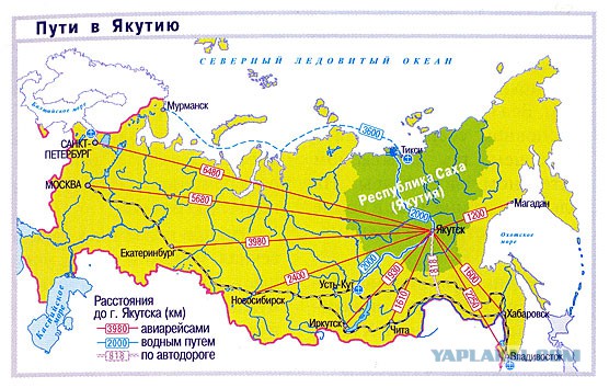 Щенки ВЕО (РКФ)