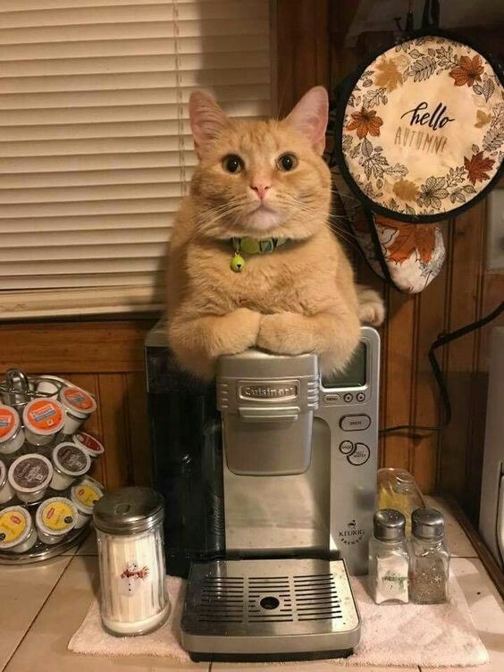 Прикольных котов пост