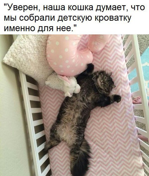 Прикольные комментарии и высказывания из Сети
