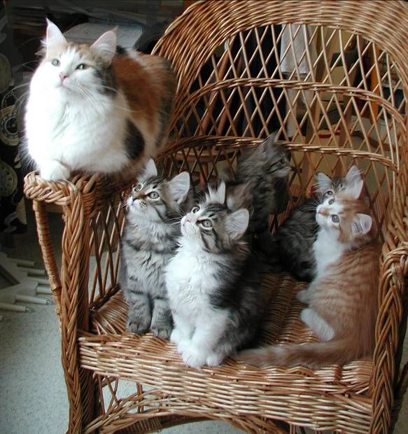 Котомет на вторник 08.04.08