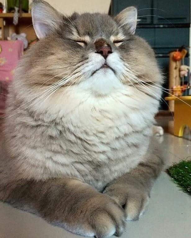 Котовторник 07.08.2018