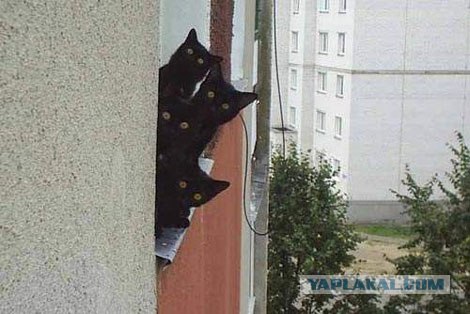 Котовторник на ЯПе