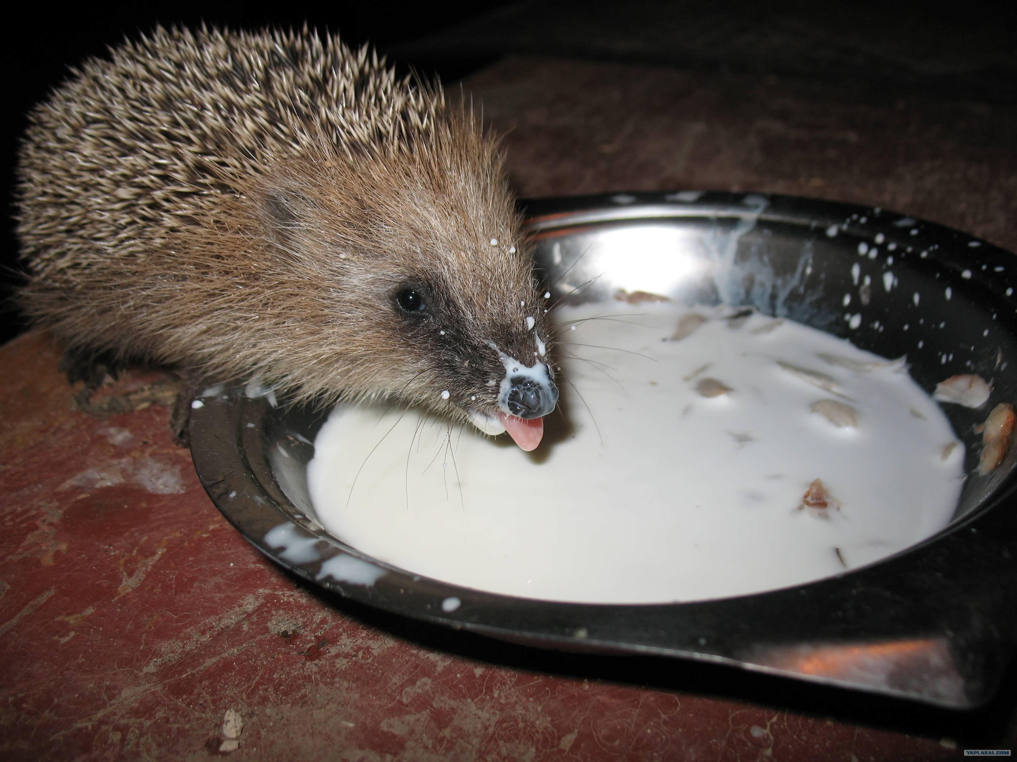 Ежик на даче. Уличный еж. Ежик декоративный домашний. Что едят ежики. Рацион домашних ежей.