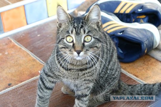 Котовторник 1.02.2011