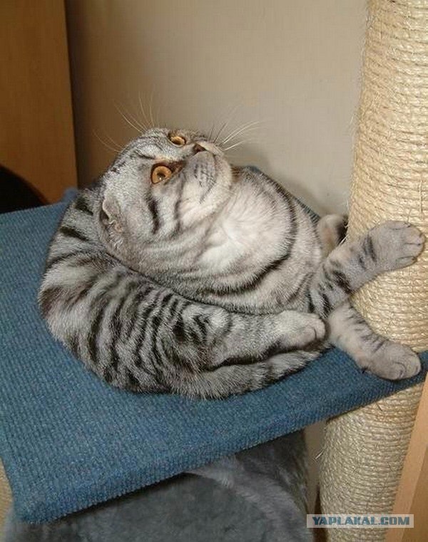 Котовторник с Кузей