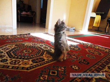 Котовторник 1.11.11