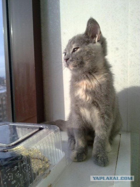 Котовторник 20.12.2011