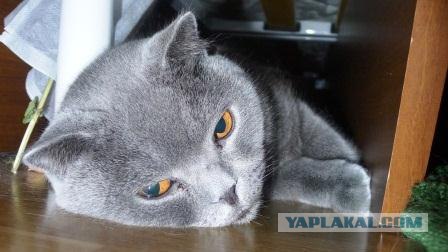 Первый КОТОВТОРНИК 2012