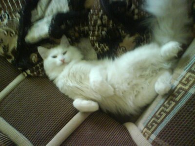 Котовторник (28.02.2012)