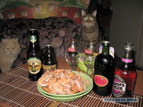 Котовторник 24.04.2012