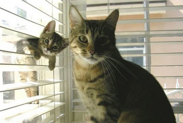 Котовторник однако