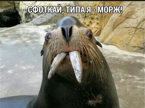 Шли по полю алкаши, или покорми меня гвоздиками, девочка с крыжовником