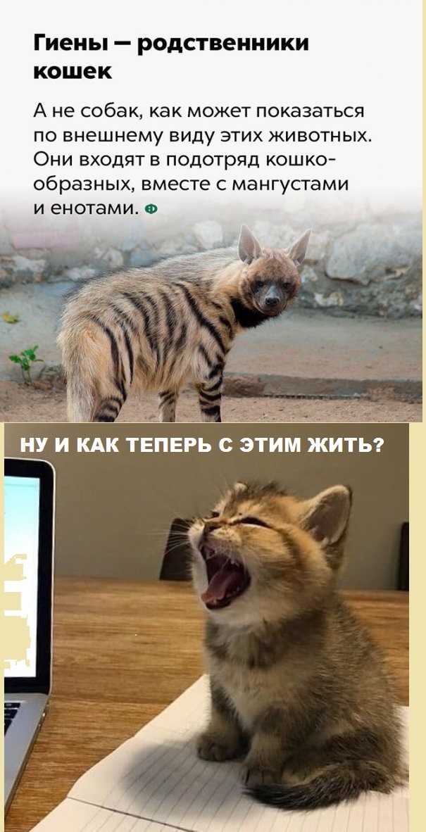 Картинки с котами и про котов