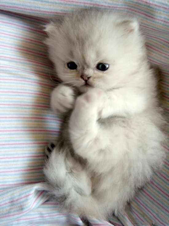 Забавные фото котеек