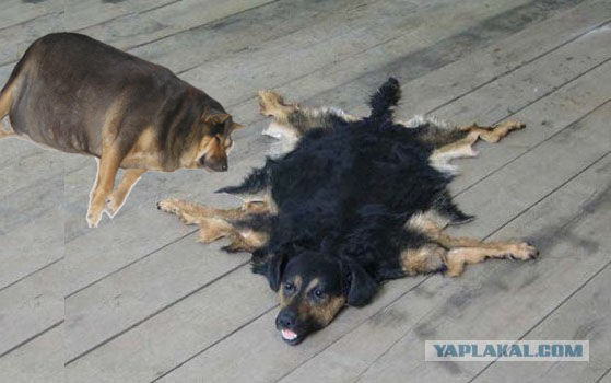 Фотожаба: О чем же думает собака?....