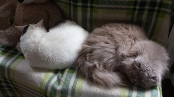 Коты, которые спят где попало и как попало