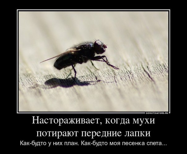 Зачем мухи потирают свои лапы