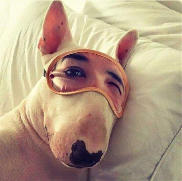Собаки бывают