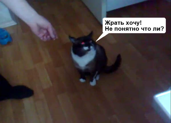 Кот и пылесос