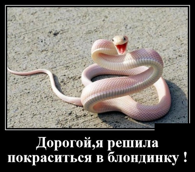 Про депутатов, их жён и любовниц
