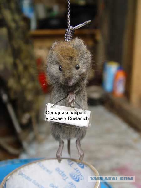 Поймал засранца