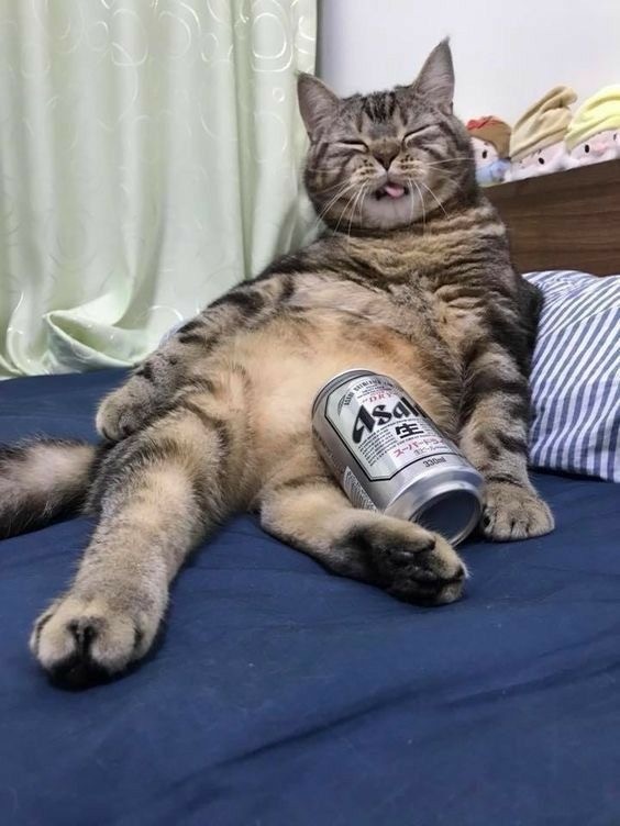 Позы для сна у кошек - что они означают?