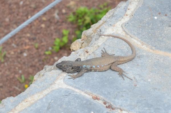 Хочу дачу на канарах!