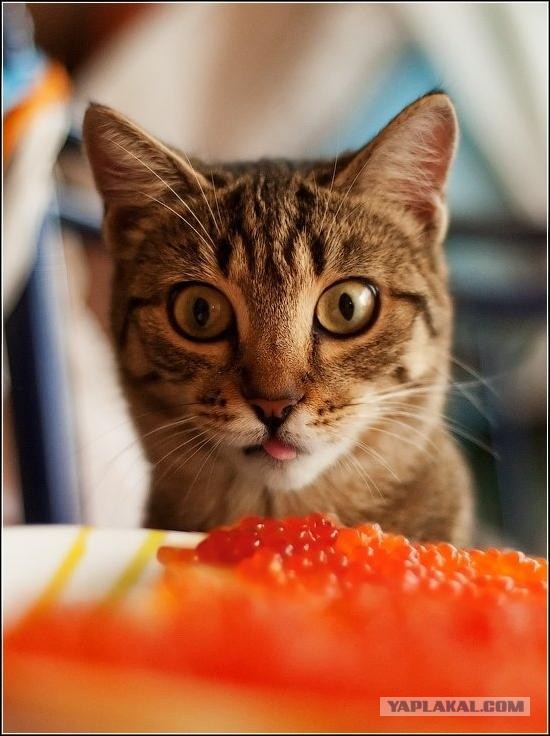 Мне то оставь!