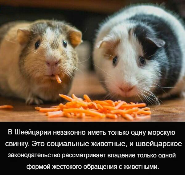 Белый слон и другие картинки