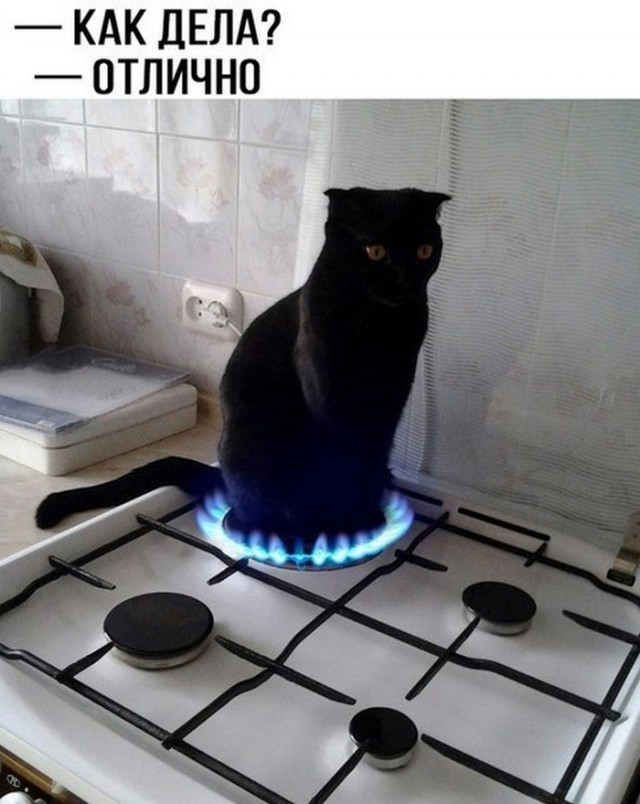 К котовторнику: подборка картинок-баянов с котиками и про котиков. Выпуск 12
