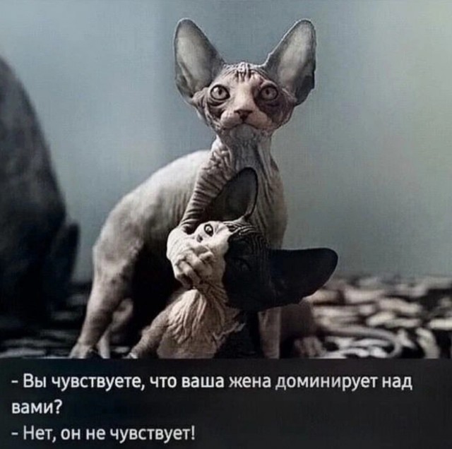 К котовторнику: подборка картинок-баянов с котиками и про котиков. Выпуск 13