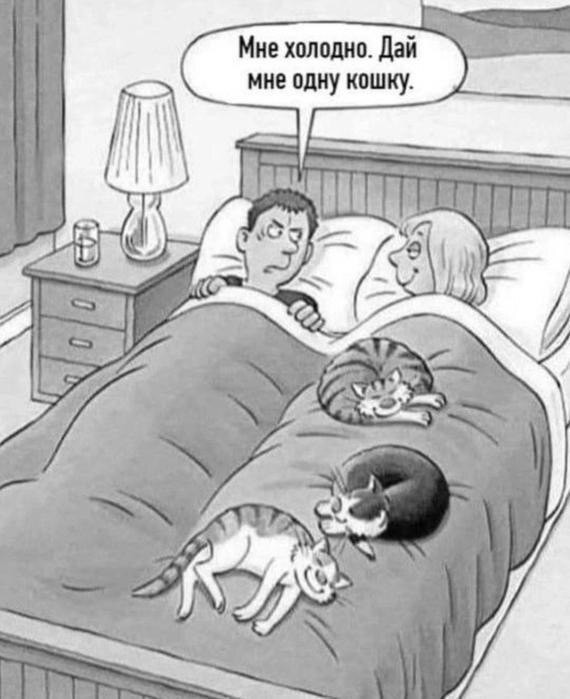 Использование котов в зимнее время