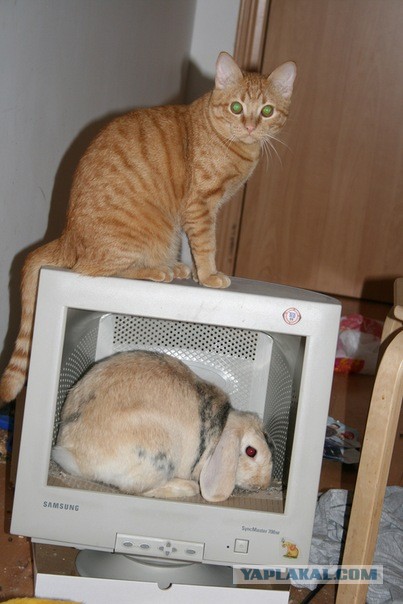 Котовторник 23.07.2013