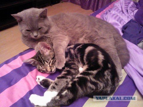 Котовторник  28.01.14