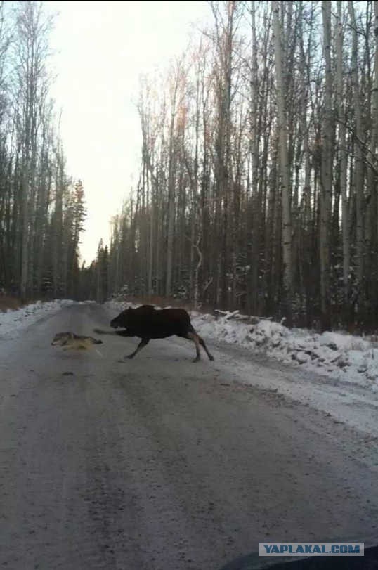Не разошлись с лосем.