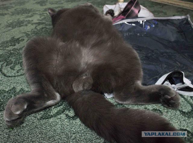Завидую своему коту