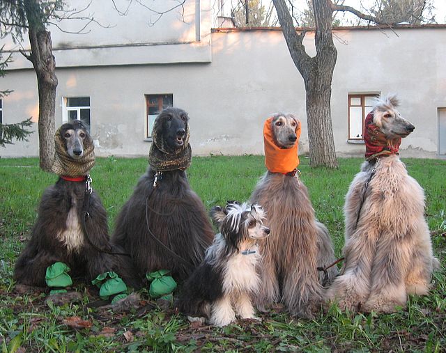 Собачки: русская борзая