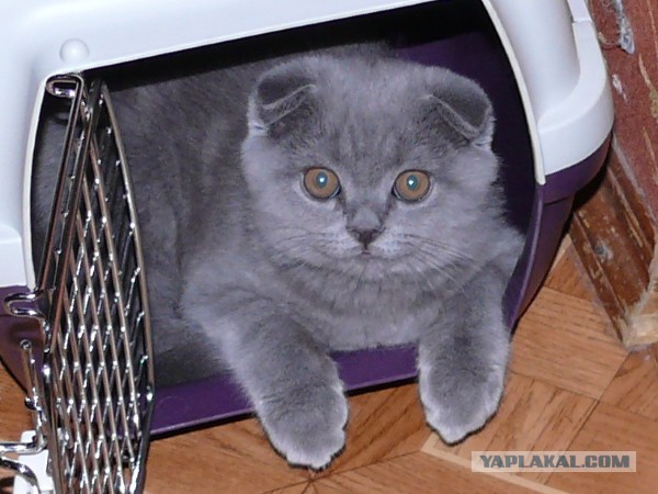 Котовторник 09.09.2014