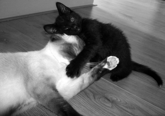 Котовторник 23.09.2014.